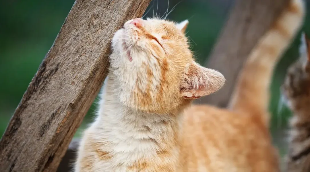 A cat rubbing up against a wooden fence