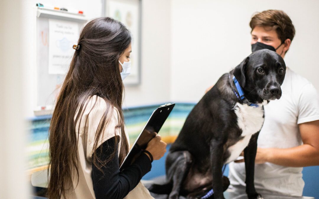Veterinarian chatting with a client in the exam room while their dog is calmly on the exam table