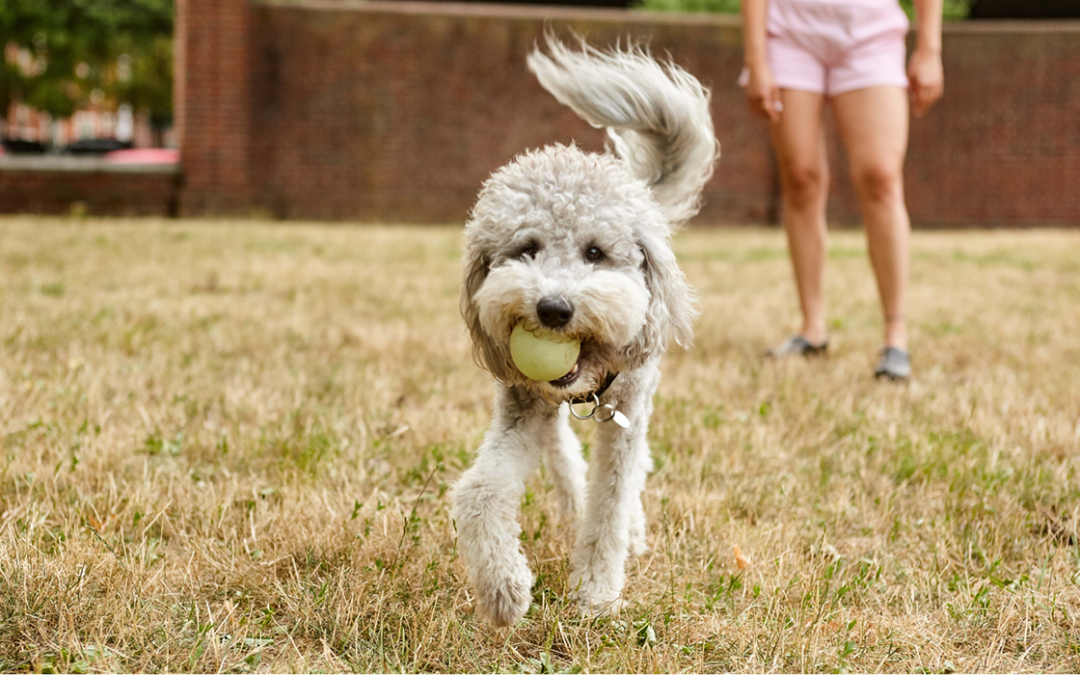 Happy dog with a ball running in a park