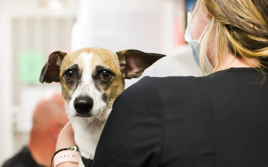 A close up of a veterinary technician holding a worried dog