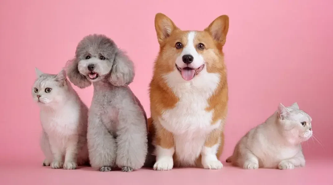 Photo of four dogs on a pink background