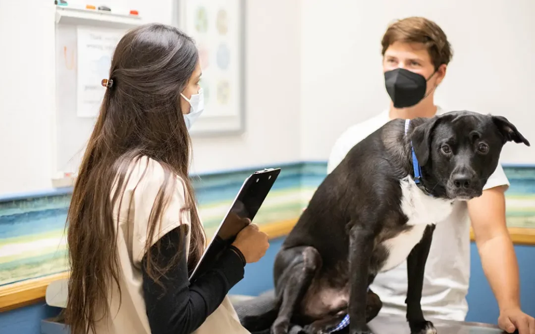 DVM and client talking while dog sits on the exam table.