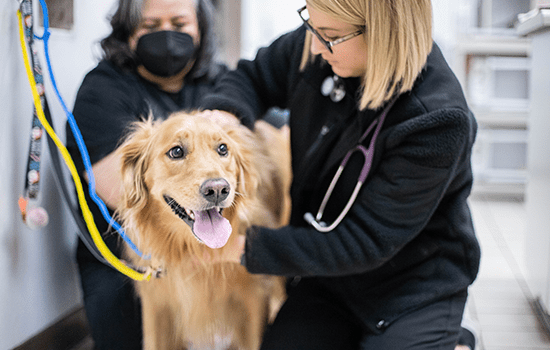 PetDesk_ezyVet_Intro_A A veterinarian and veterinary technician examining a happy dog together