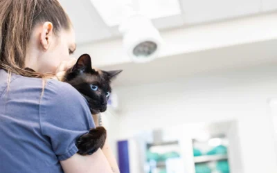 Essential Features of a Veterinary Communication Platform