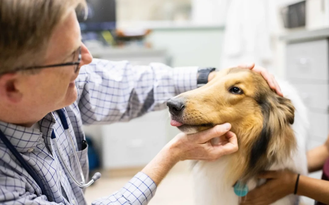 Discover the Benefits of Veterinary Software for Client Communication