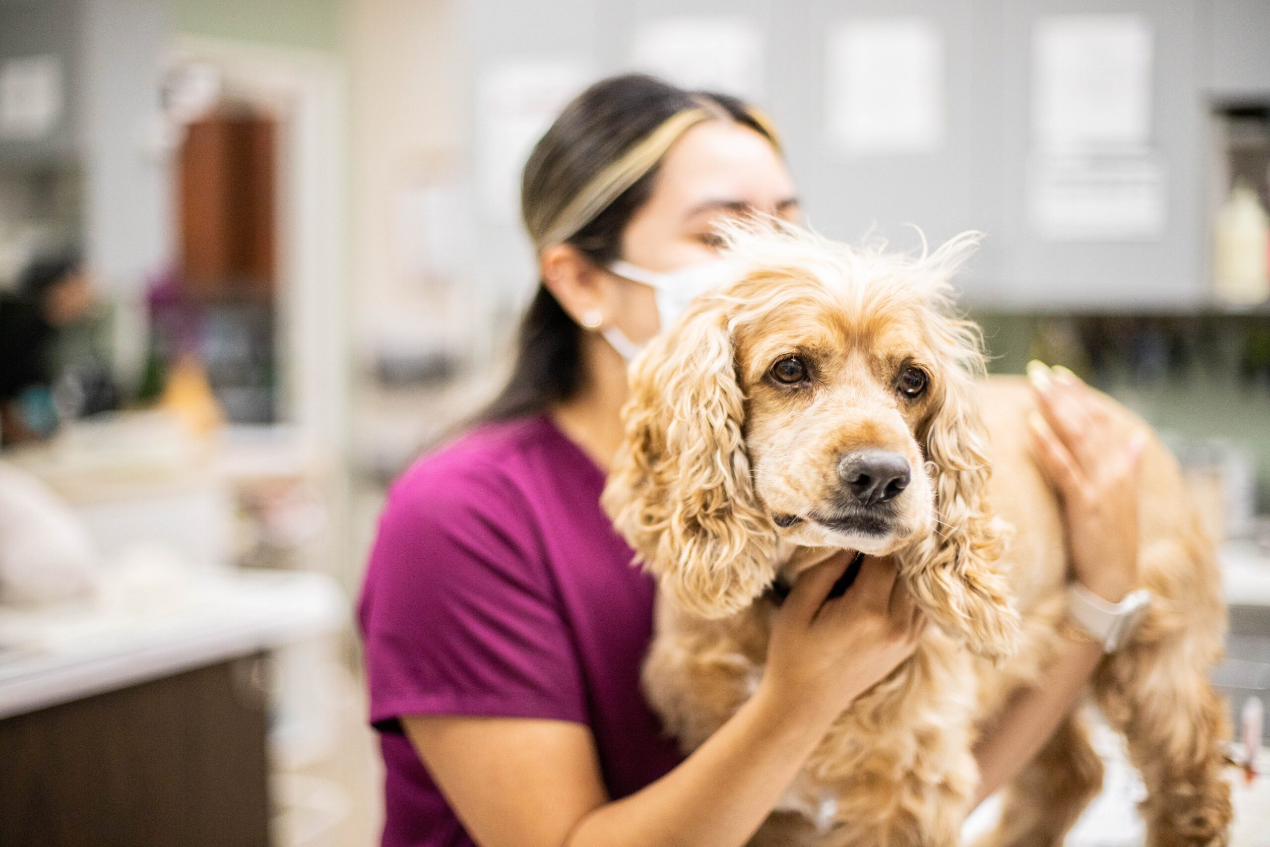 Vet tech holding a dog in the treatment area