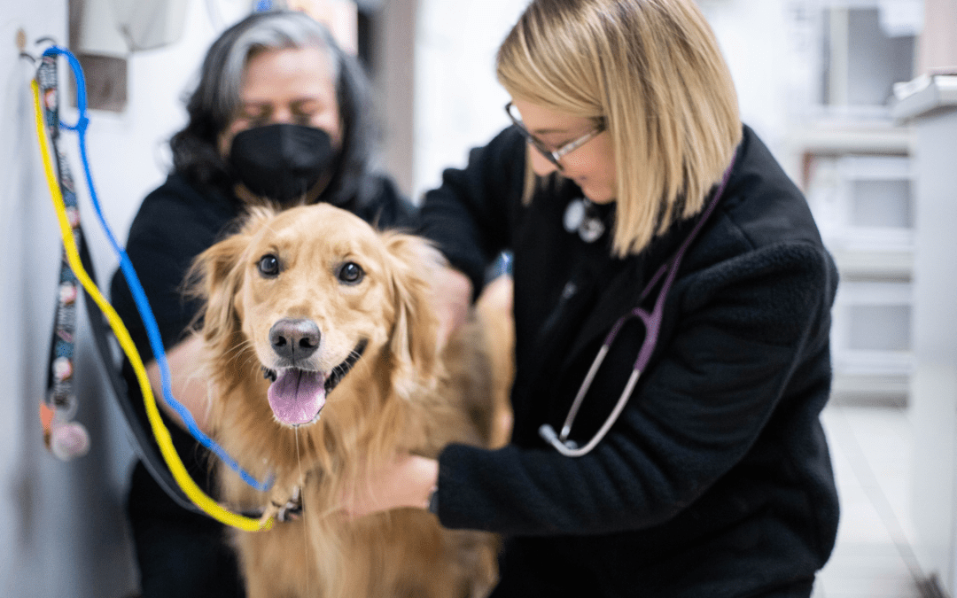 Revolutionizing Veterinary Care: The Power of Technology for Client Communication