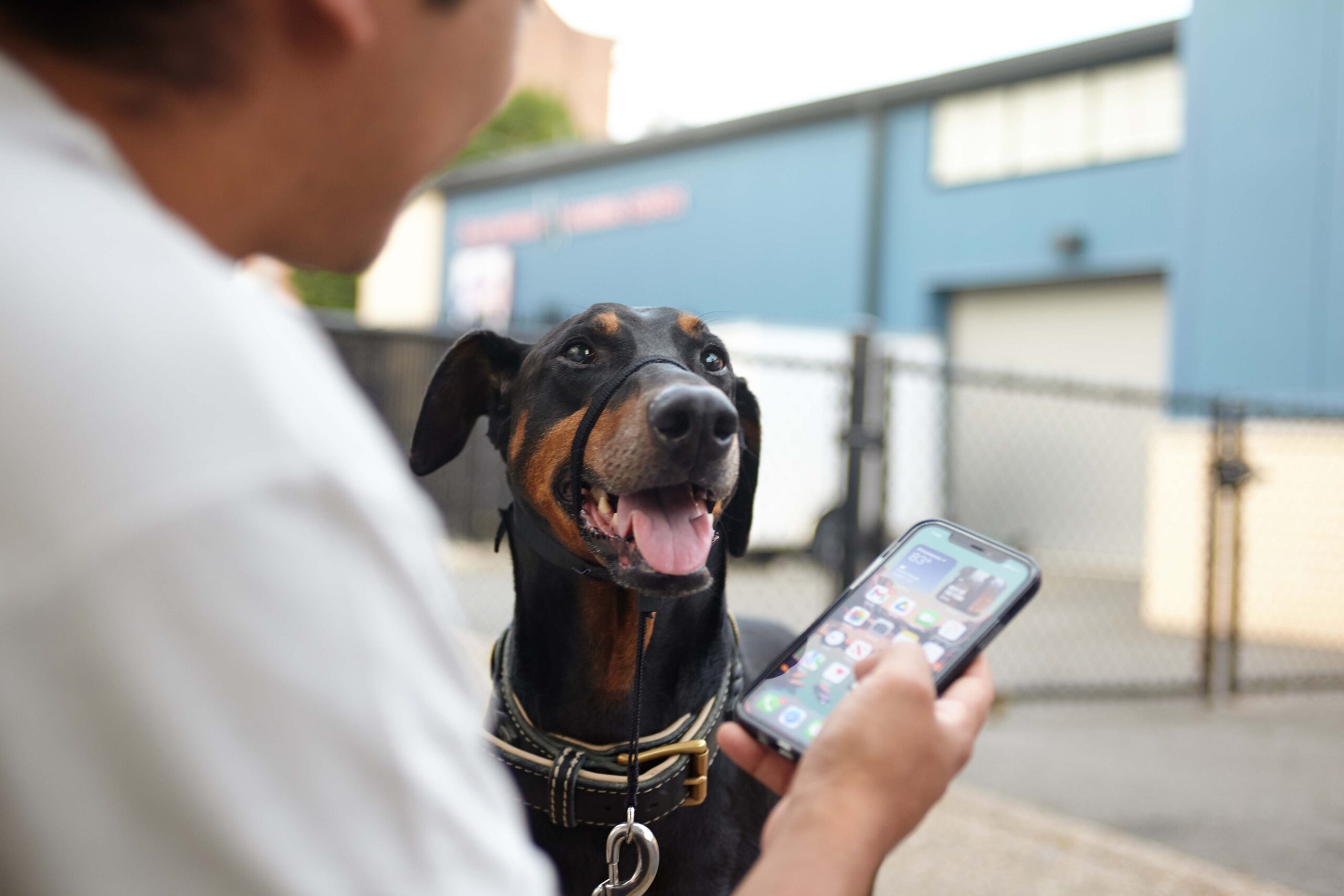 Practice Reduces Call Volume and Sees an Increase in New Clients with PetDesk | IMG 7669 scaled