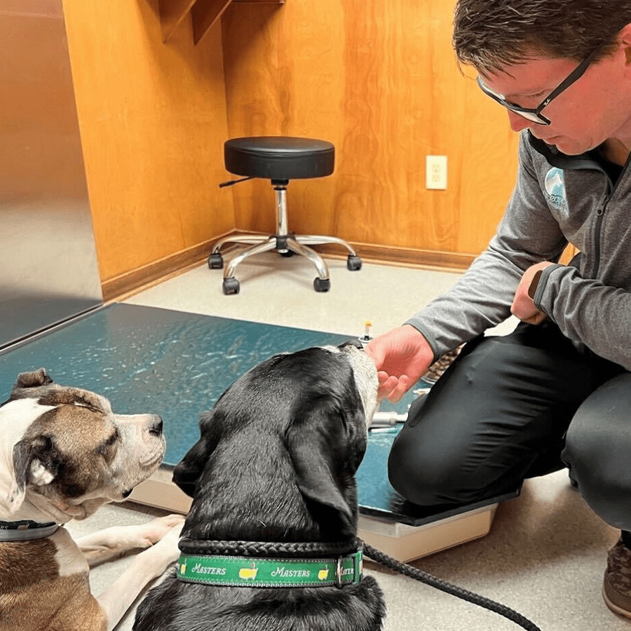Veterinarian giving treats to two dogs in the exam room