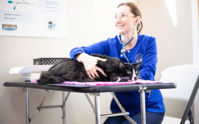 Practice Reduces Call Volume and Sees an Increase in New Clients with PetDesk