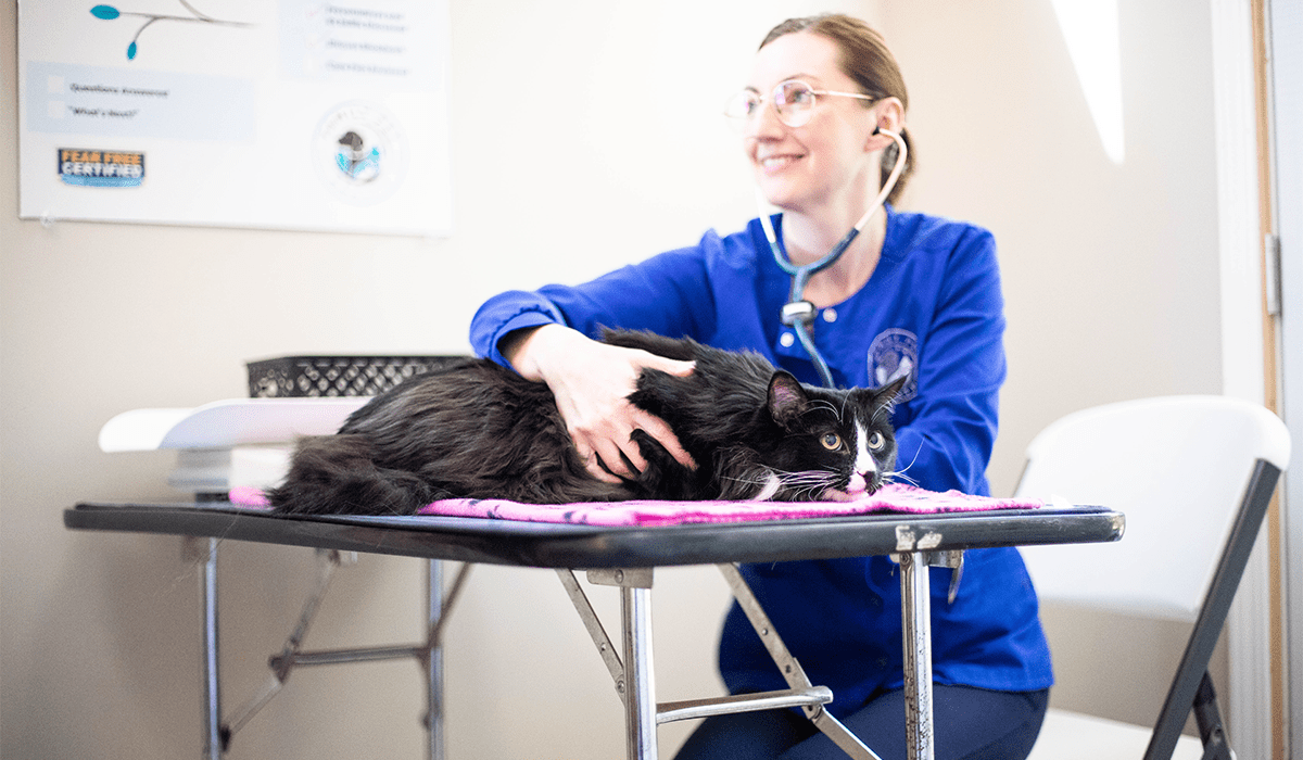 St Francic Animal Clinic _ Header Female veterinarian happily examining a cat