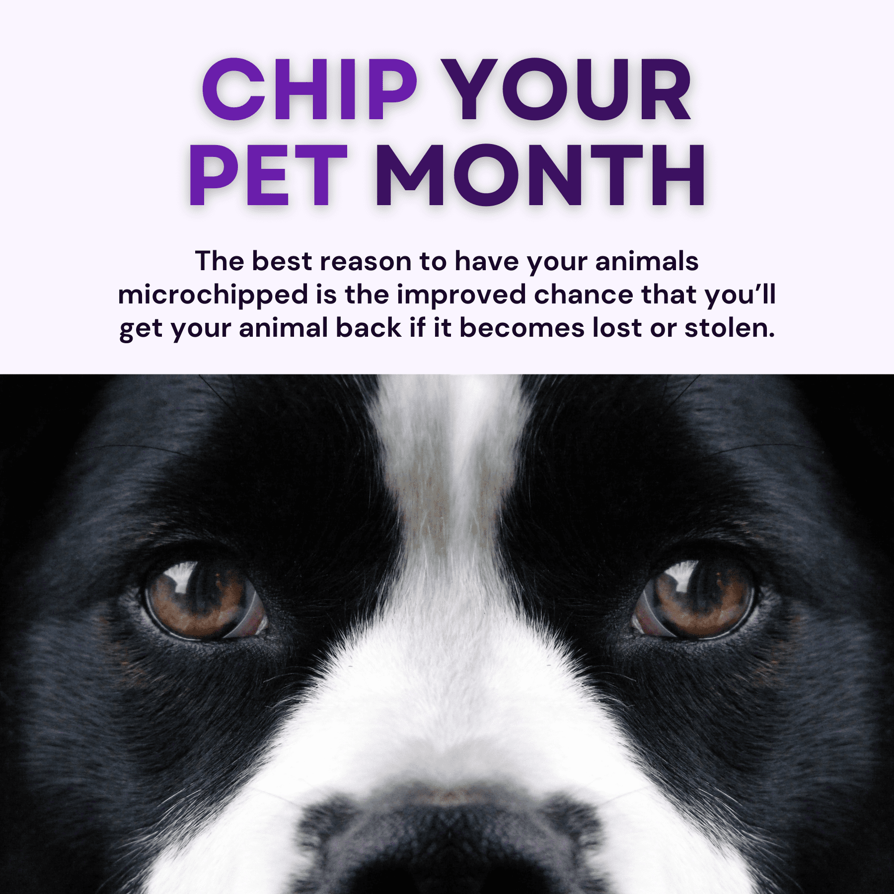 1 Chip your pet month social graphic