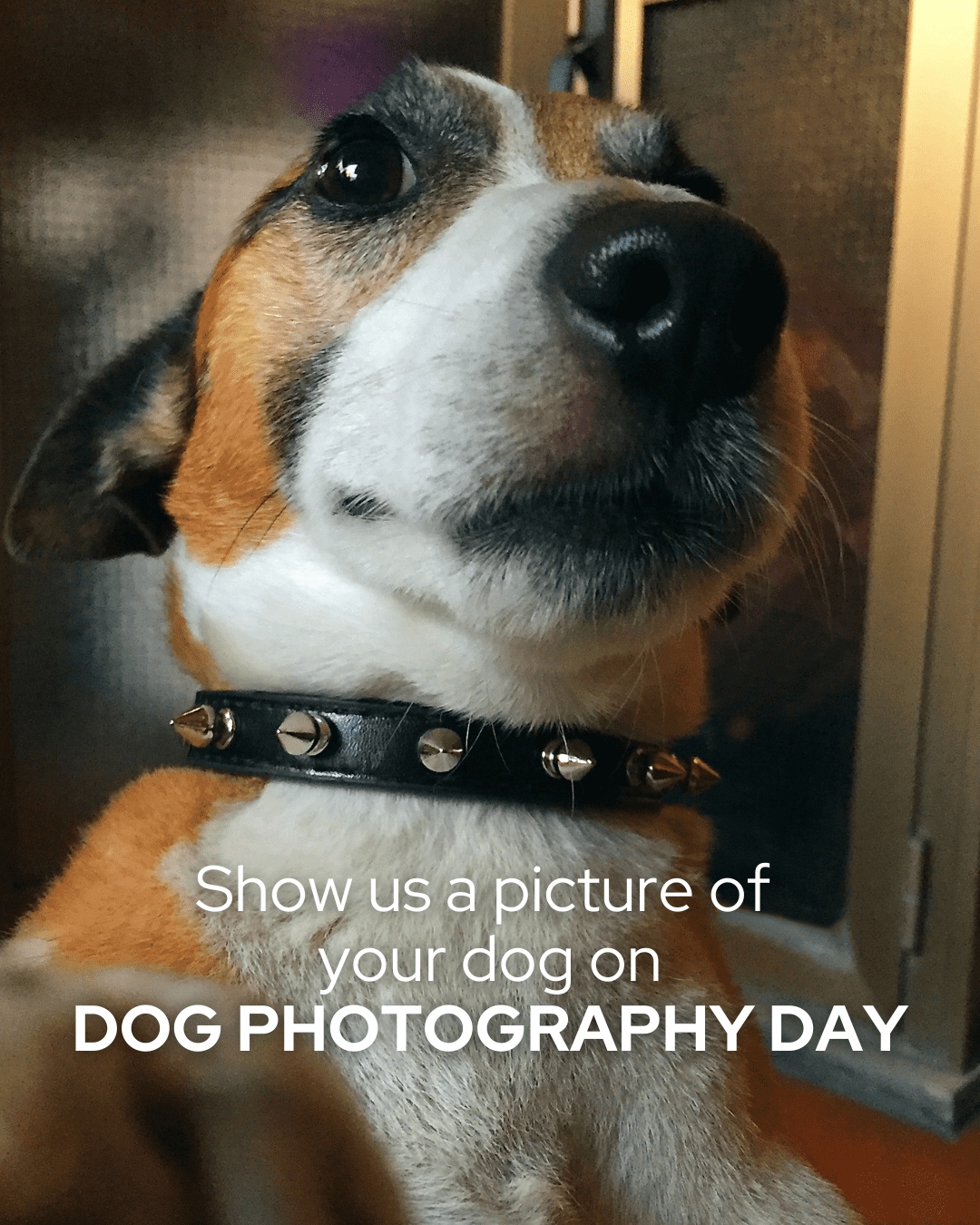 Dog Photography Day social graphic