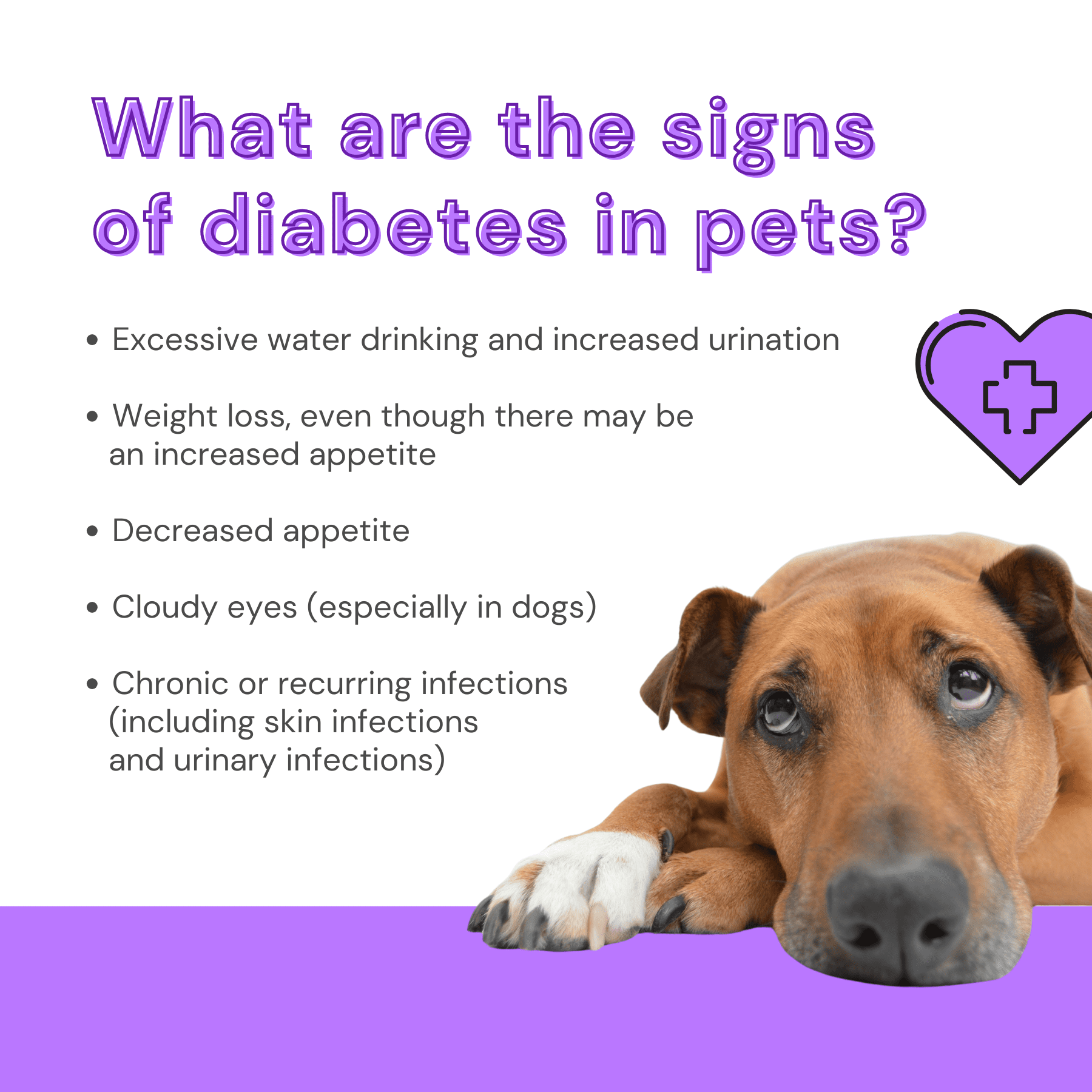 National Pet Diabetes Month