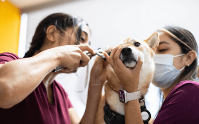 Elevate Your Practice with Customizable Veterinary Communication Software