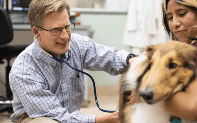 Efficiency and Growth: How PetDesk Boosted this Veterinary Hospital’s Performance
