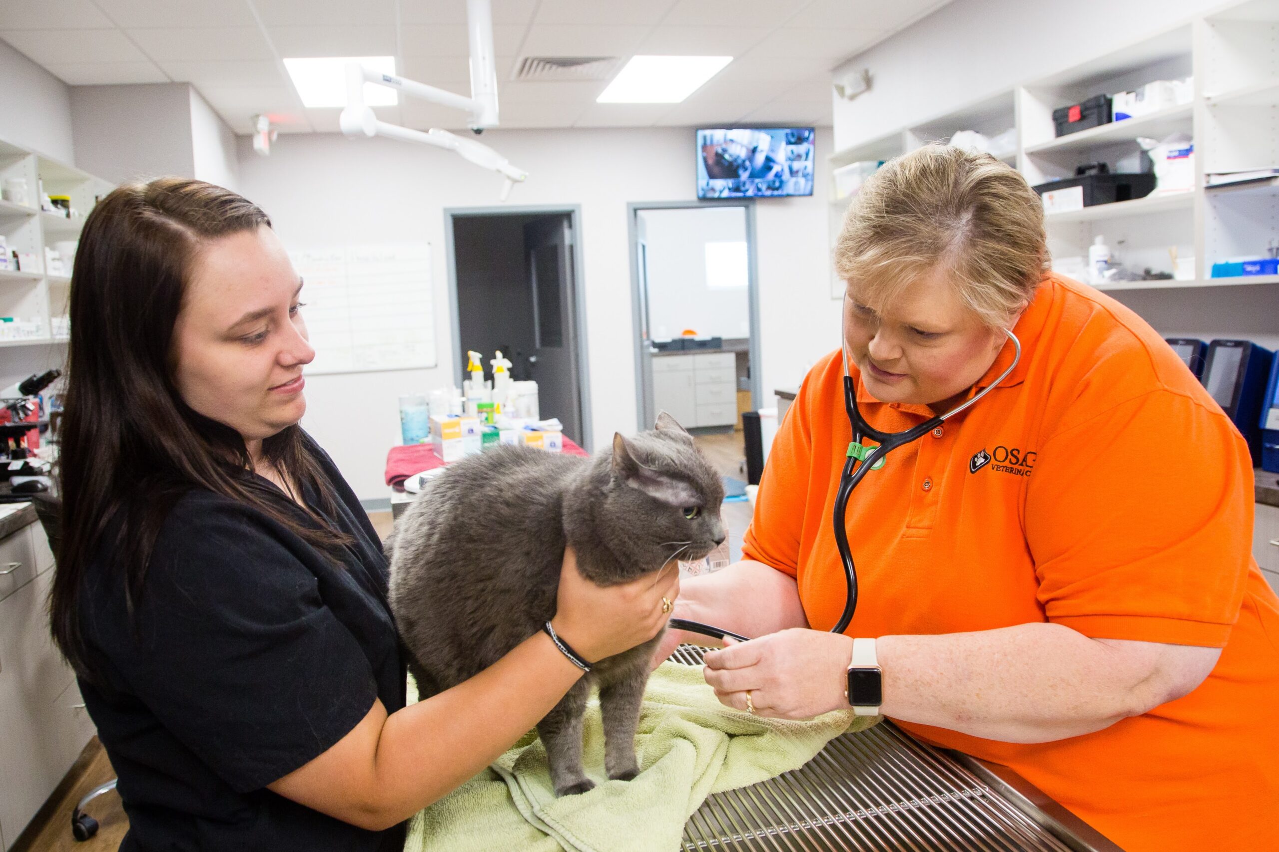 PetDesk Success Stories | Osage Veterinary Clinic Veterinarian Examining a Cat scaled 1