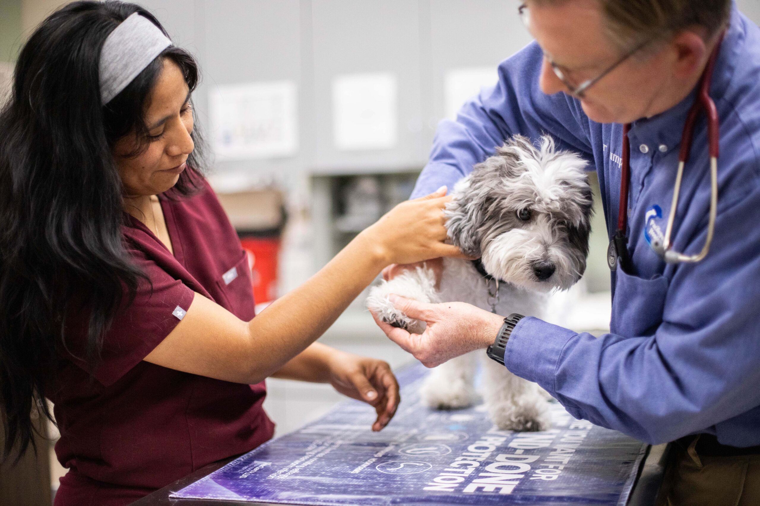 Pacific-Pet-Hospital-85 Veterinarian and vet tech happily examining a dog in the treatment area