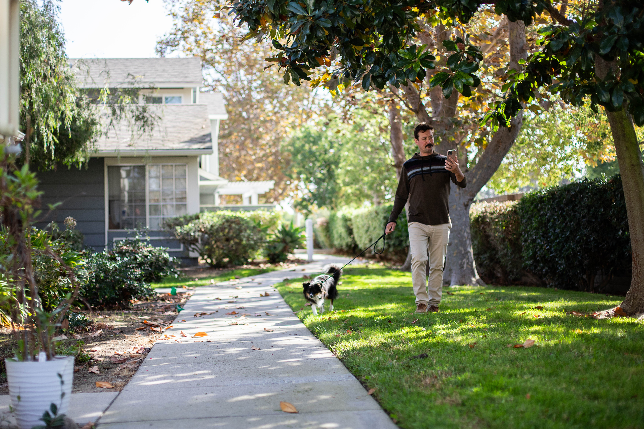Pet parent using their phone while walking their dog Pet parent using their phone while walking their dog
