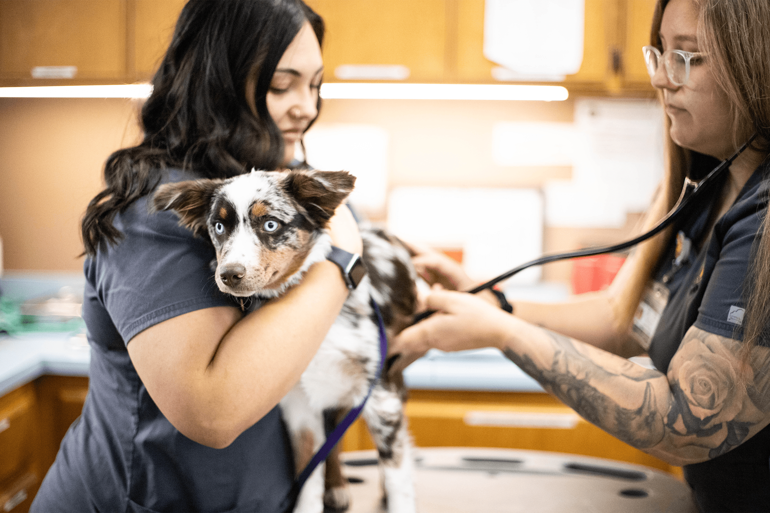 Two vet techs examining a puppy in the treatment area Two vet techs examining a puppy in the treatment area