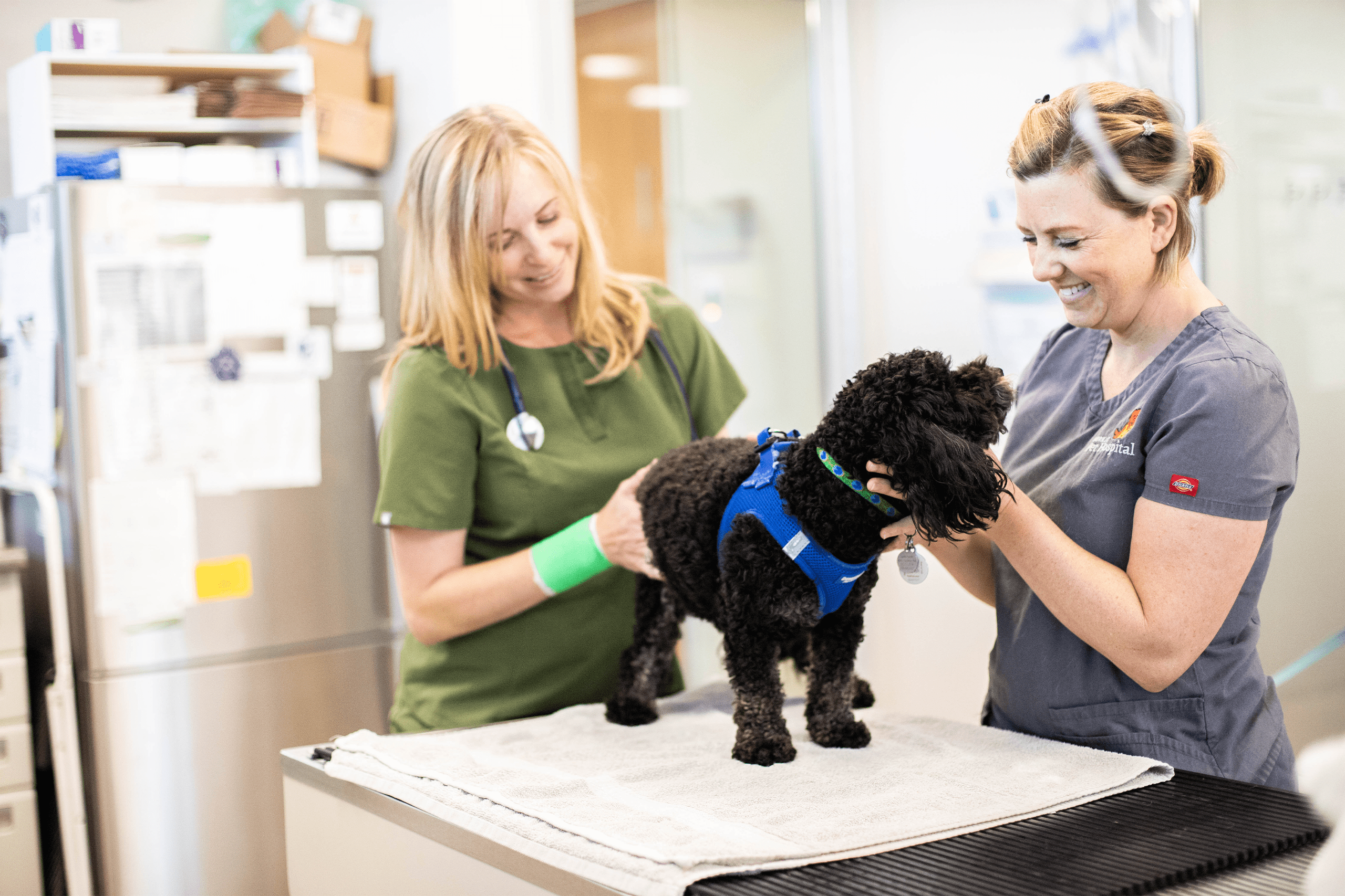 Veterinarian and veterinary technician happily examing a dog in the treatment area Veterinarian and veterinary technician happily examining a dog in the treatment area