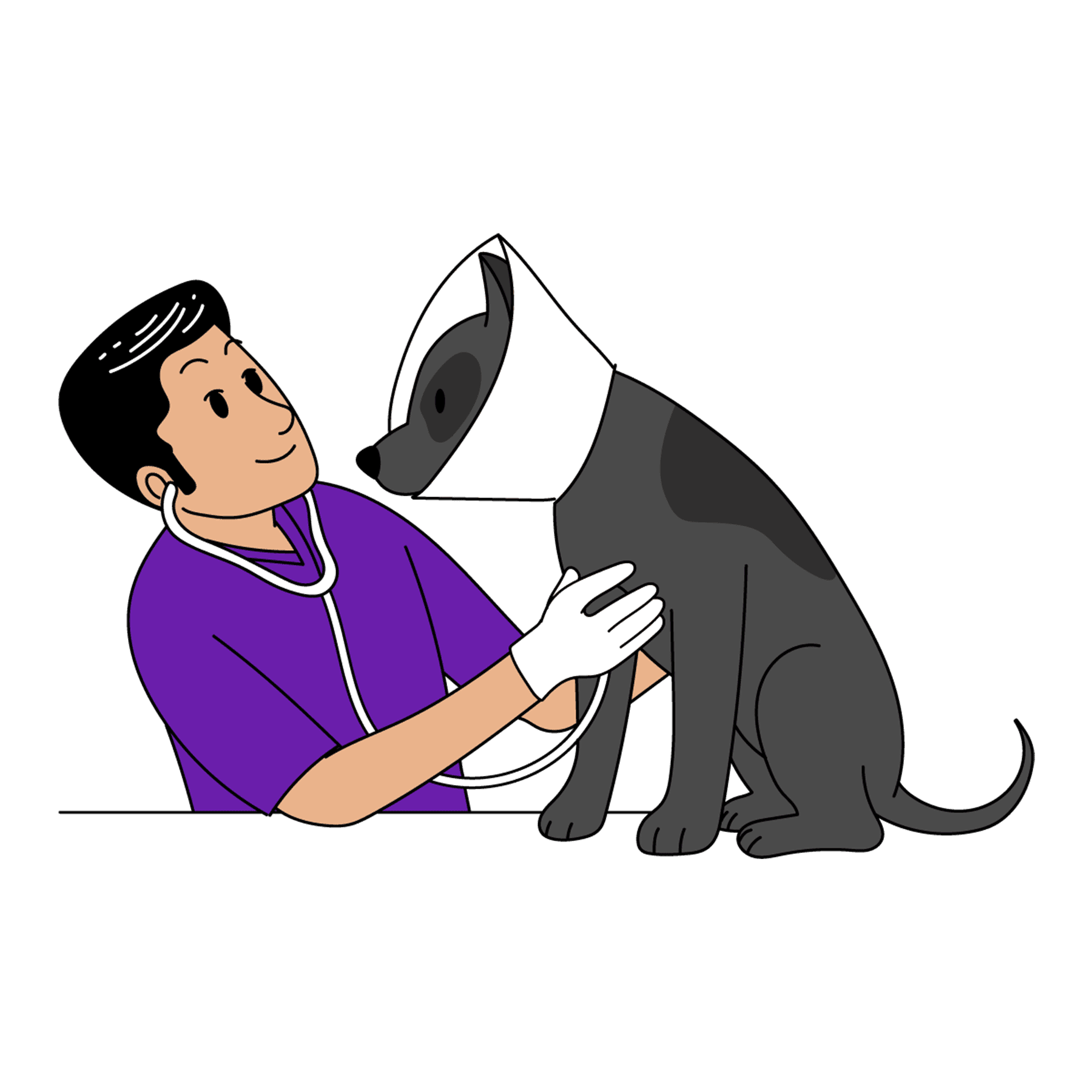 Veterinarian examining a dog post surgery Veterinarian examining a dog post surgery