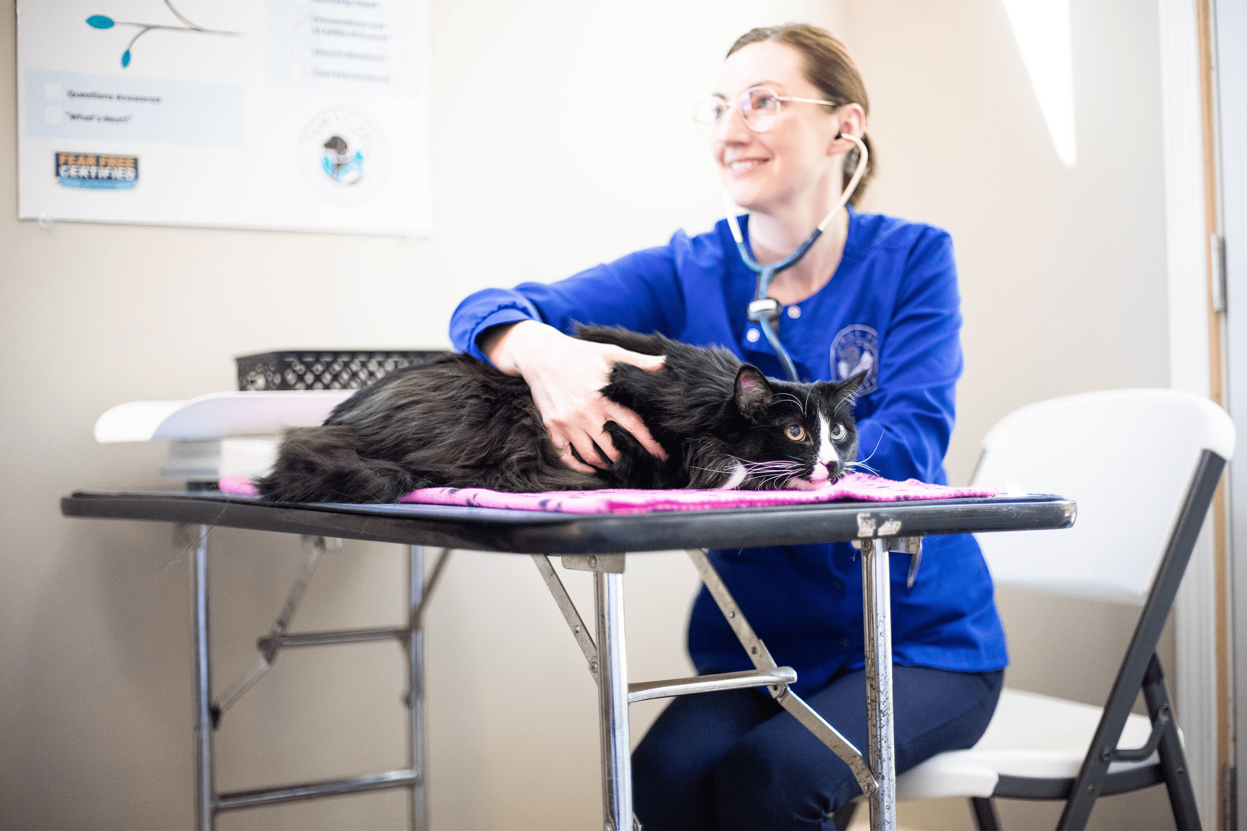 Veterinarian happily examining a cat Veterinarian happily examining a cat