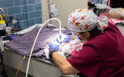 Thrive during National Pet Dental Health Month with PetDesk!