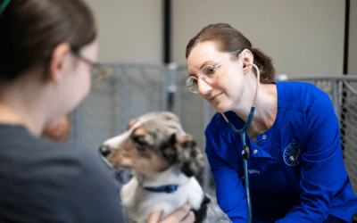 The Game Changer They Didn’t See Coming: Family Pet Health’s Journey to 90% Fewer No-Shows
