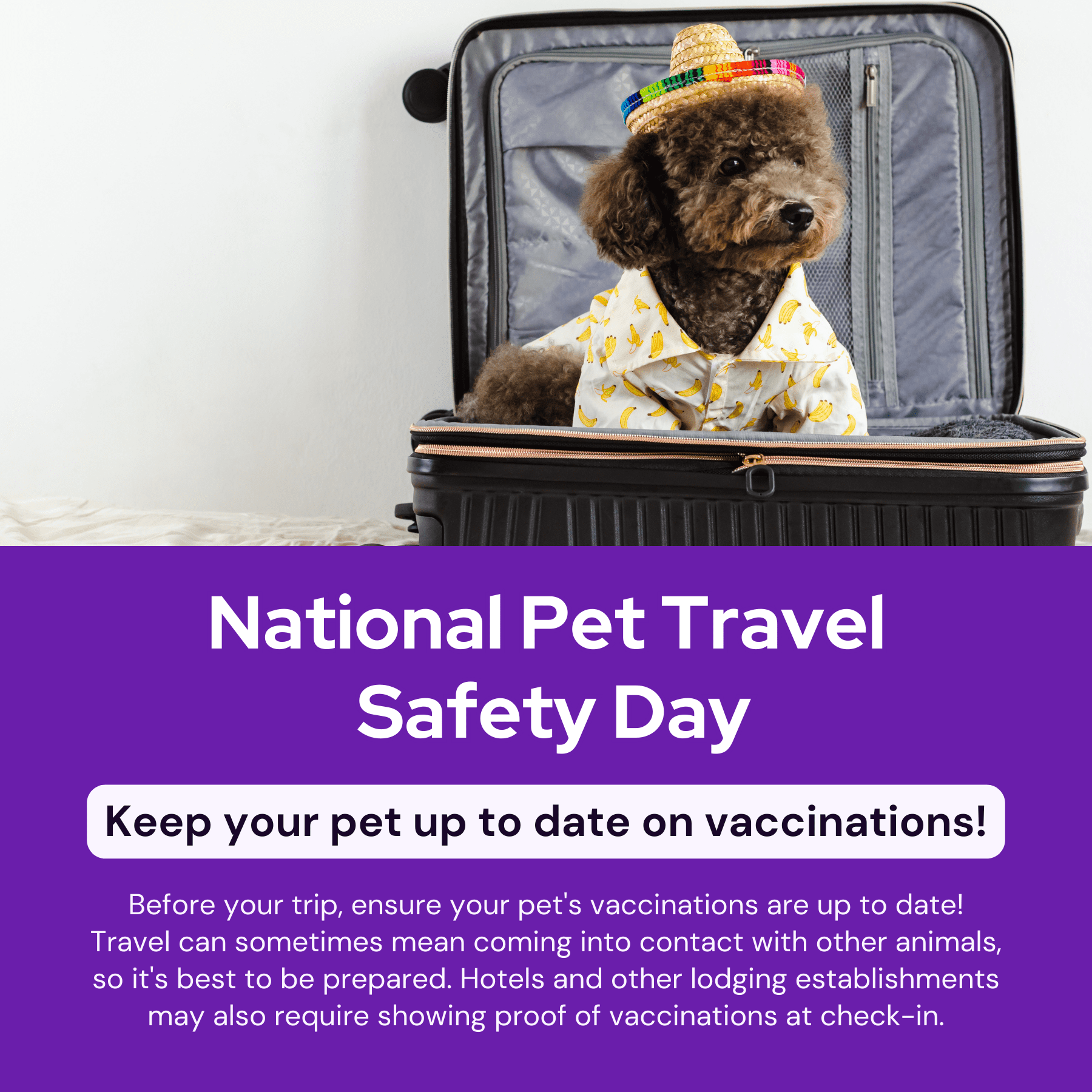 National Pet Travel Safety Day Social Post