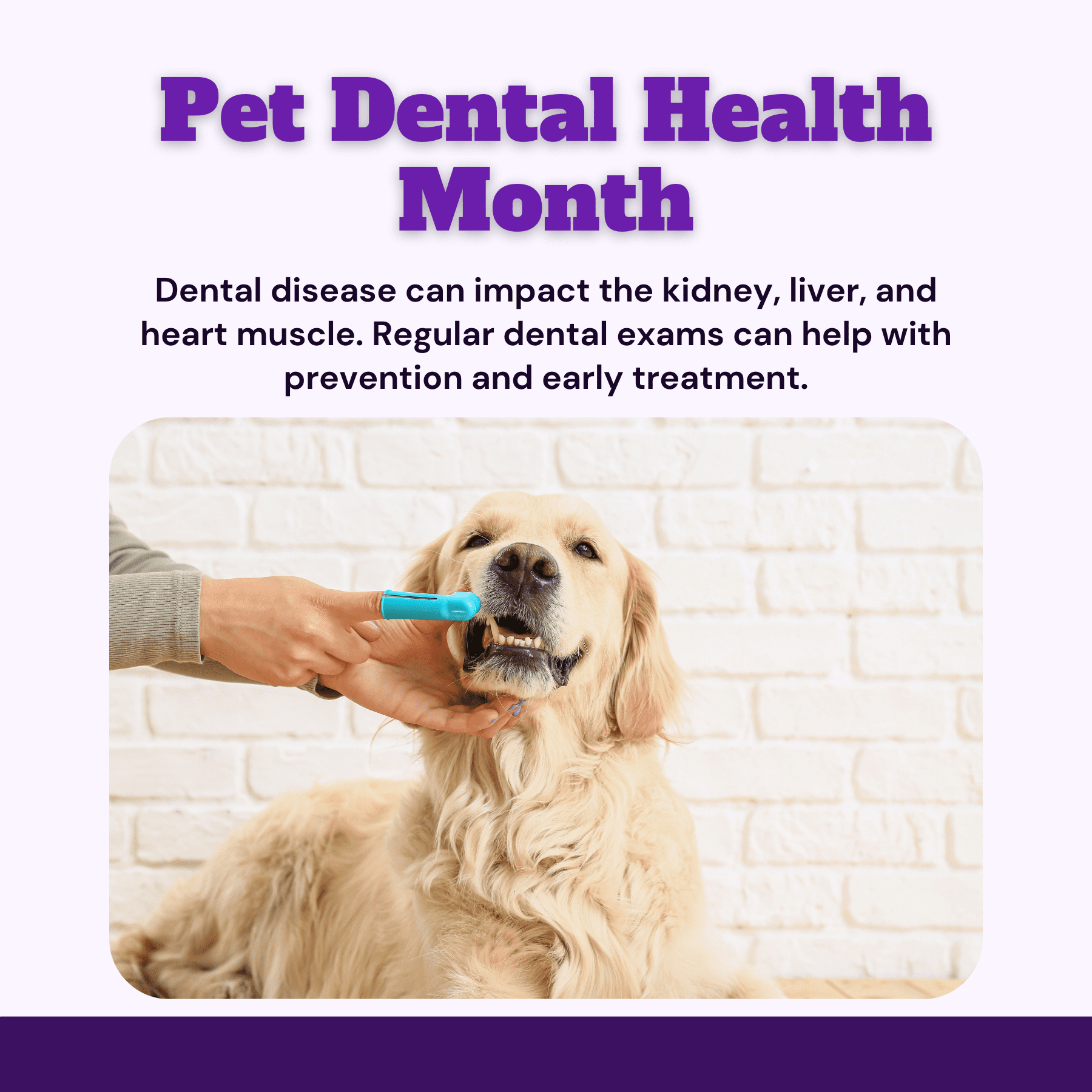 Pet Dental Health Month Social Media Graphic