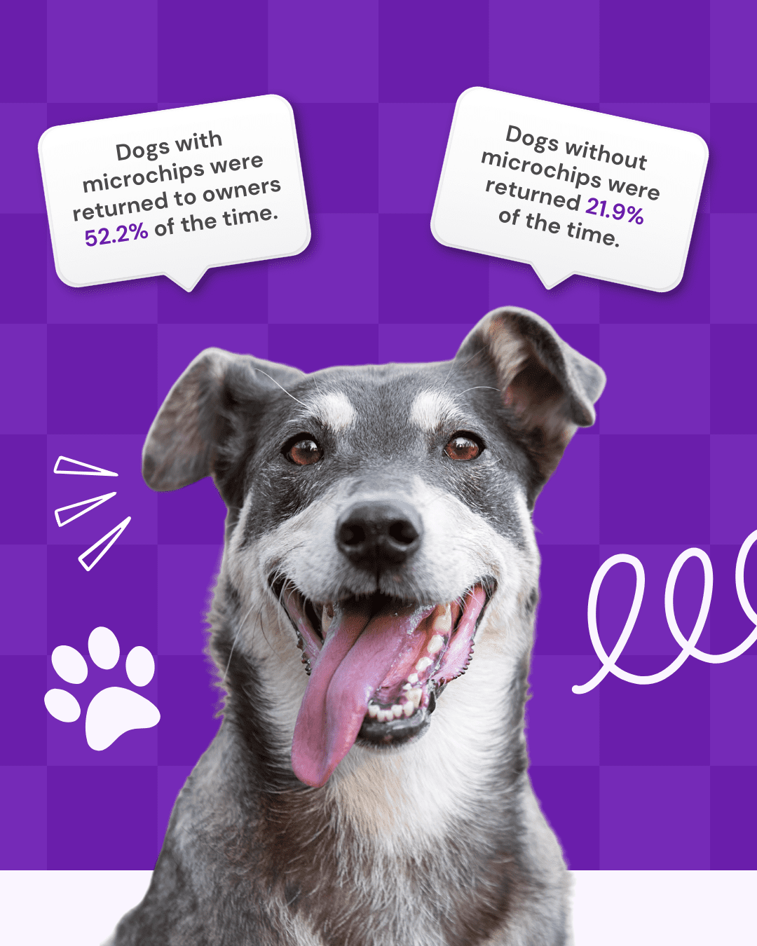 National microchipping month social graphic