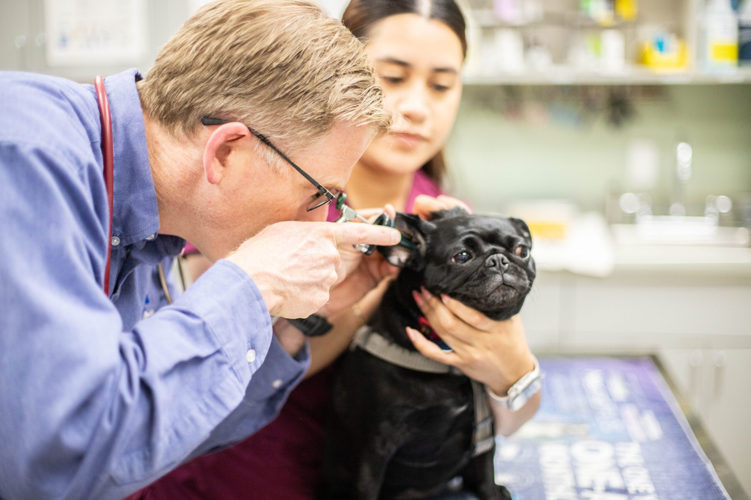 Veterinarian examining a dog while a vet tech holds them