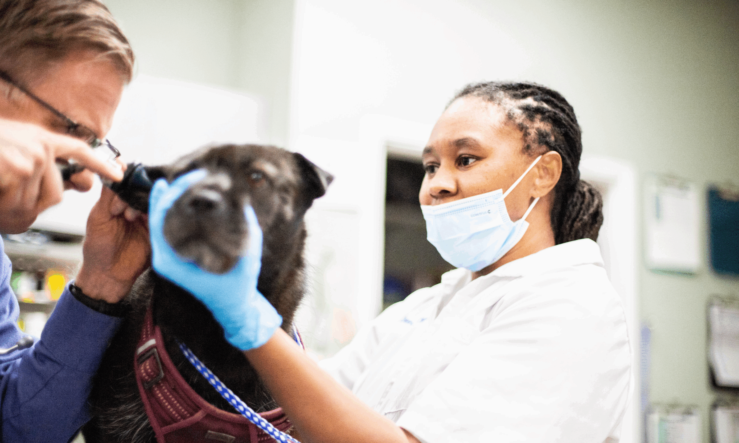 Veterinary technician helping a doctor examine a dog