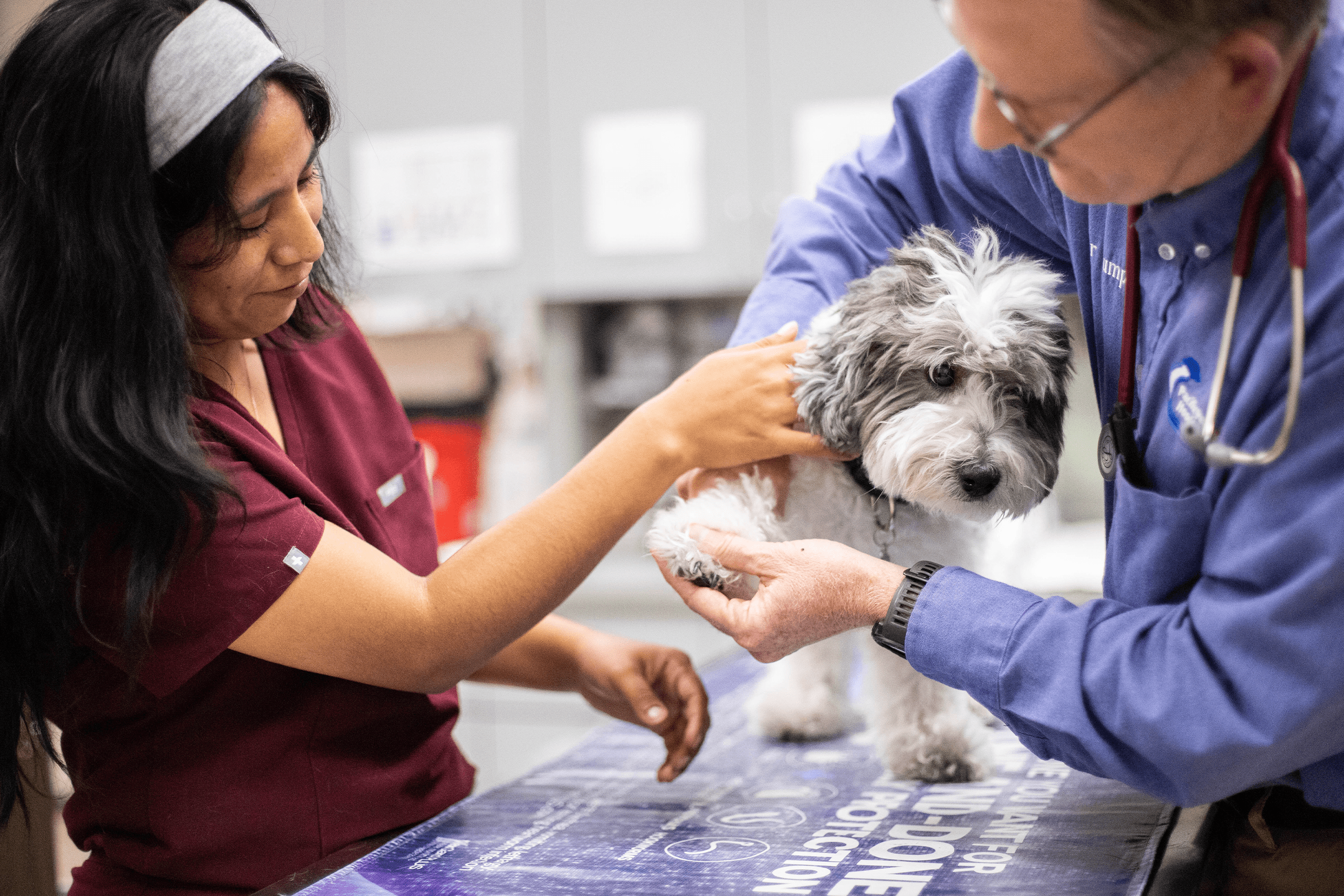 Veterinarian and vet tech examining a dog together