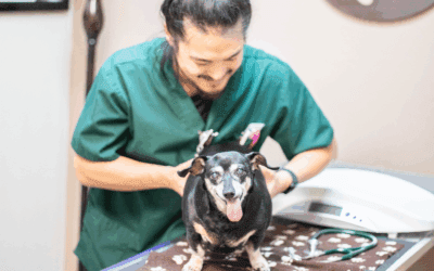 How Westside Veterinary Services Saved Time and Grew Clients 21% with PetDesk