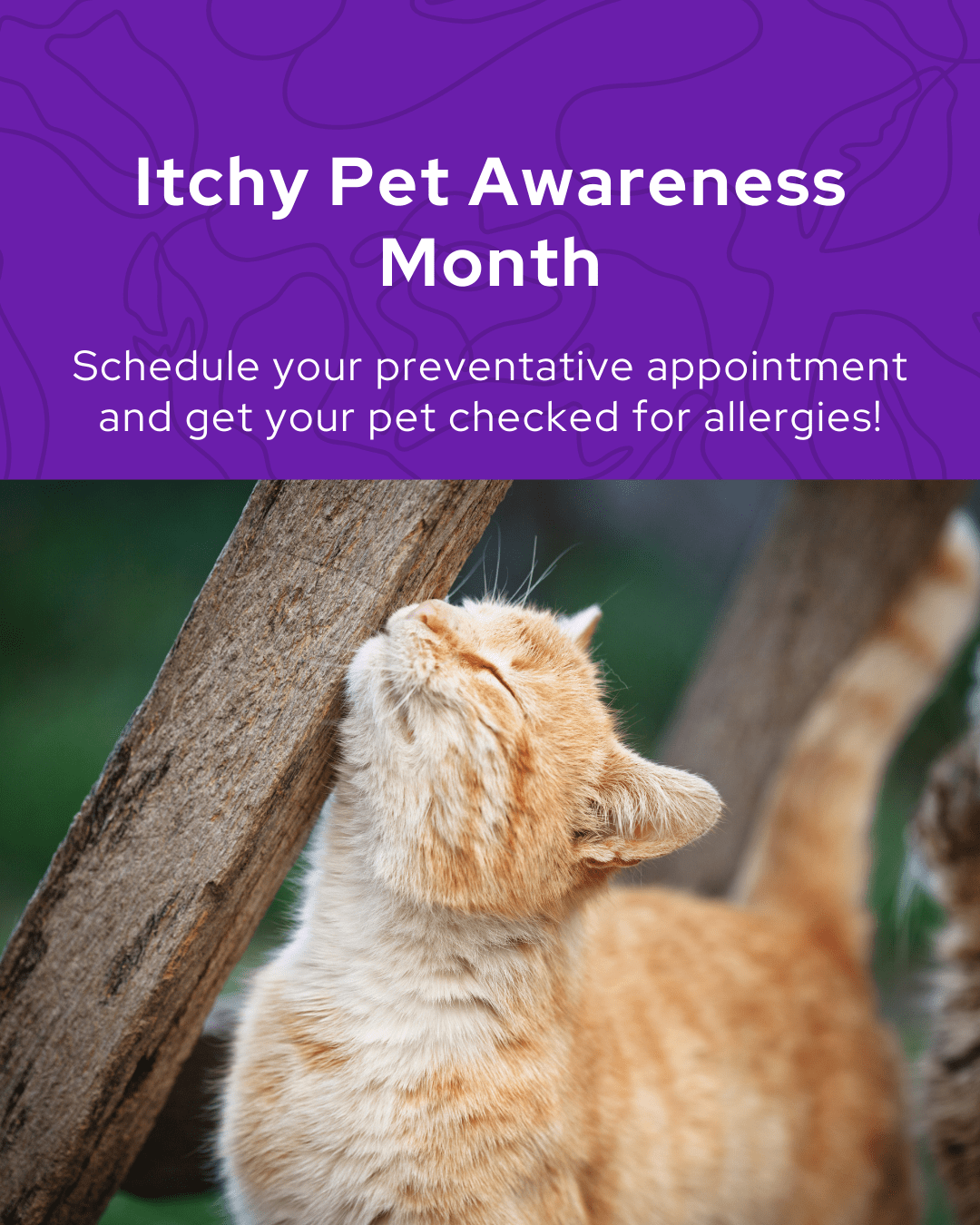 11 Itchy Pet Awareness Month Social Graphic