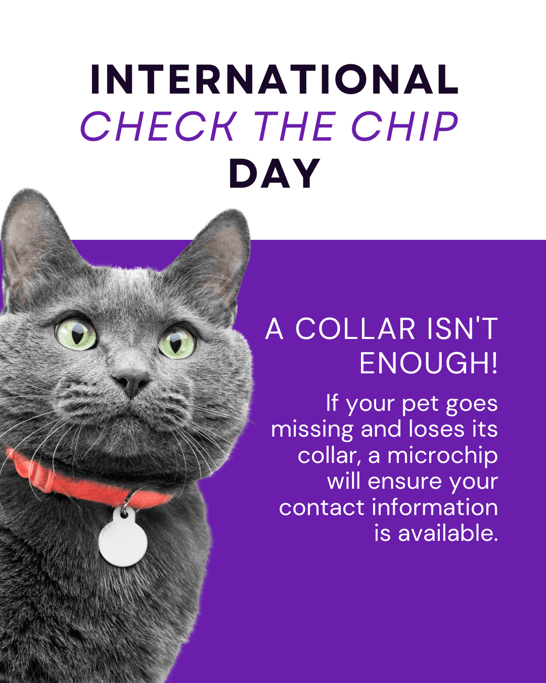 7 International Check the Chip Day Social Graphic