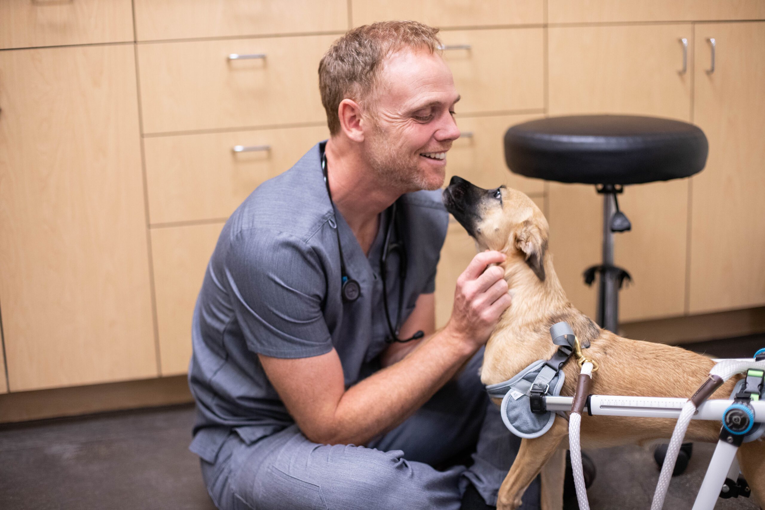 Veterinarian happily petting a dog in a wheelchair