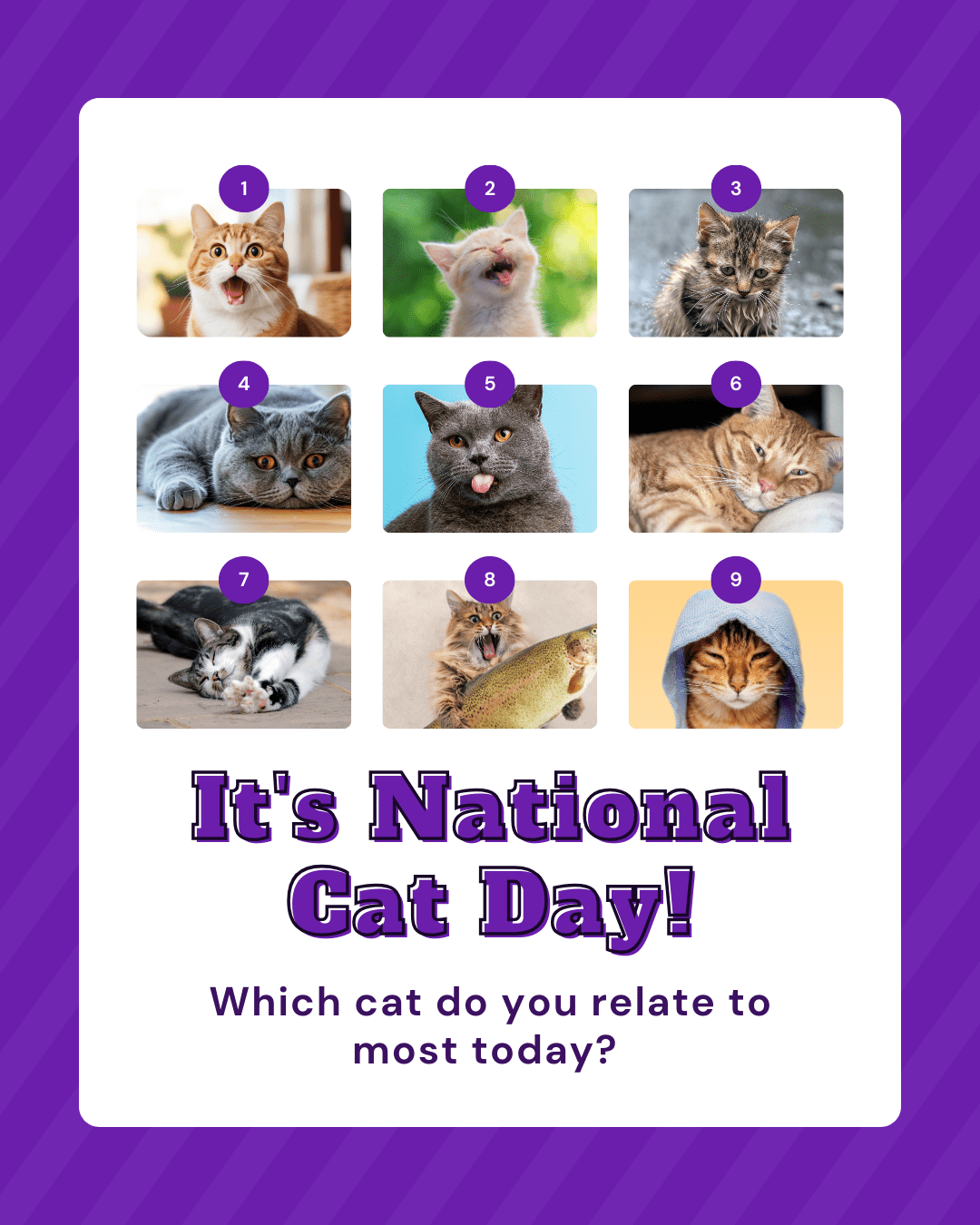 National Cat Day Social Graphic