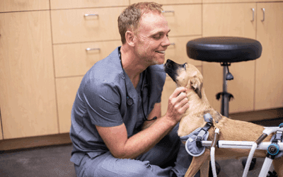 22-Minute Hold Times to No Phone Room Needed: PetDesk Made It Possible for VMG Member