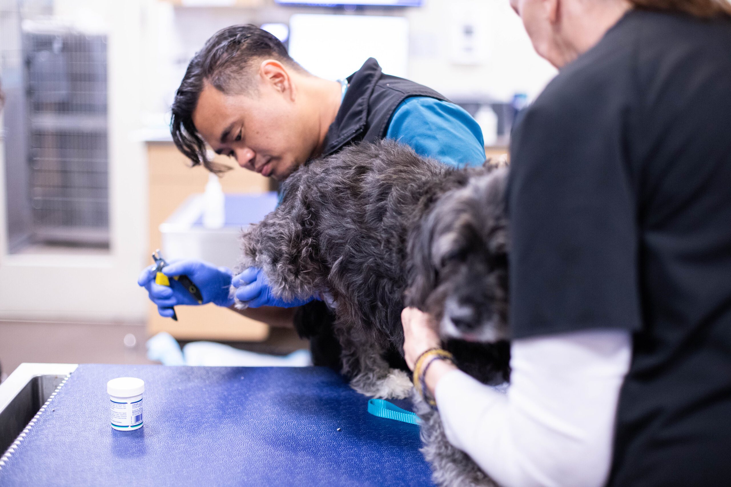 Vet tech clipping a dogs nails