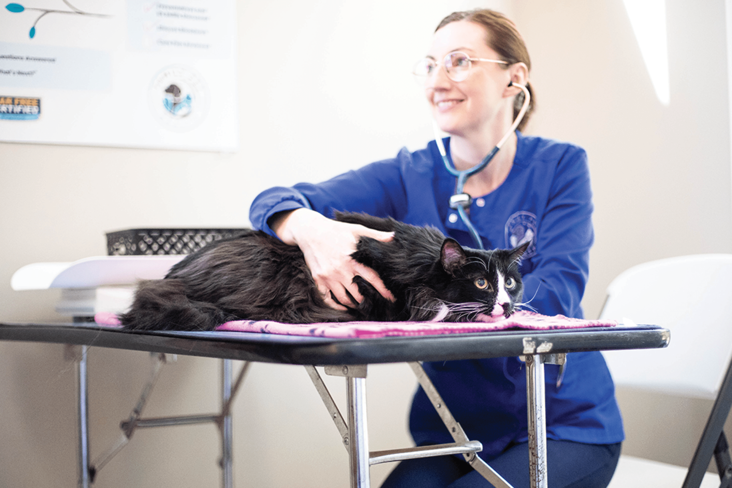 Female veterinarian happily examining a cat
