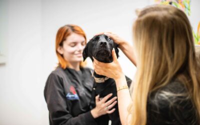 Clinic Cuts Phone Bill, Improves Care With PetDesk and Shepherd