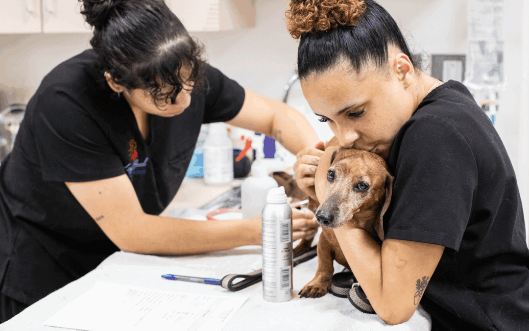 2025 veterinary industry stats in the US: what you need to know