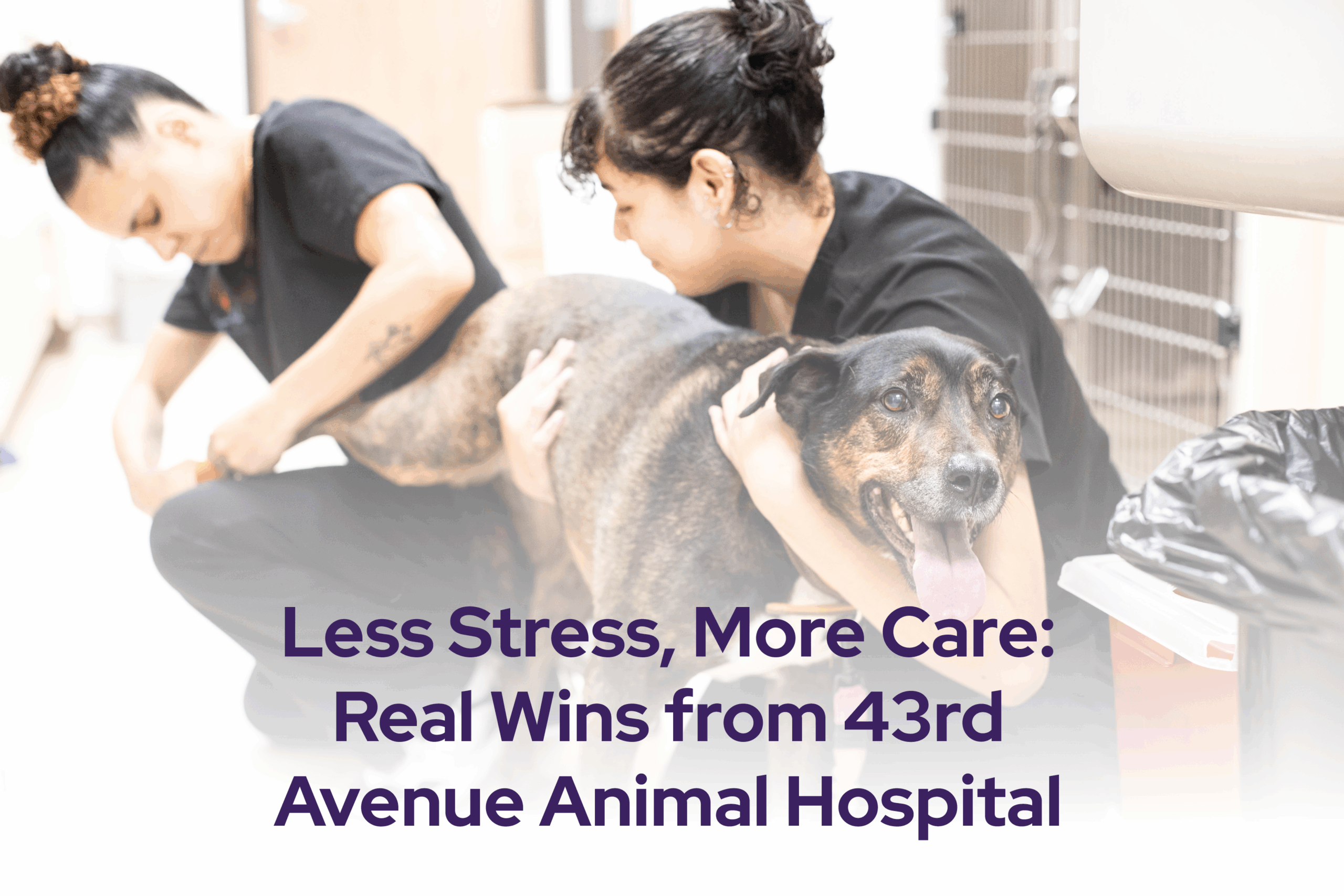 Less Stress, More Care: Real Wins from 43rd Avenue Animal Hospital